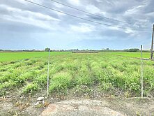 竹塘大塊超俗美田