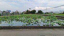 大竹中興路面寬漂亮農地