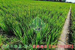 鹿港水五金旁美田～【洽彰化永春7360338】
