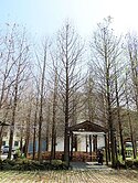 苗栗大湖★夢幻落羽松民宿