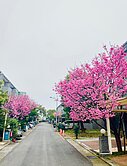 龍科園區蘋果村別墅