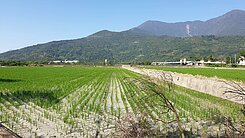 【專】花蓮鳳林近兆豐農場台九線正路邊角地1006