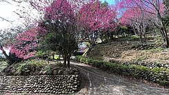 芎林王爺坑櫻花莊園+休閒屋