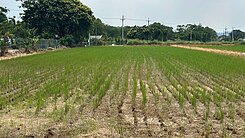 188觀音區上大國小旁前後臨路方正美農地