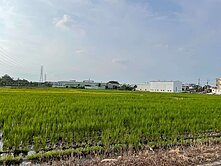楊梅員本路旁農地