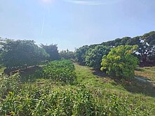  雲林土庫祖傳狀元好福氣漂亮休閒農地