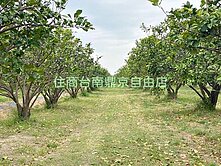 麻豆前後班段地形方正有電錶都農