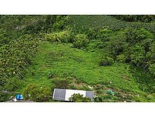 嘉義住商一銀 梅山太平雲梯老街旁茶園地 觀光人潮多
