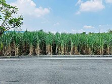 水上擴大都市計畫農地