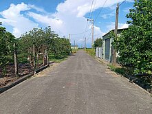 麻豆9厘多文旦、柚子園一般農