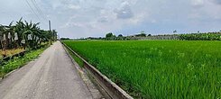 旗山廣福段香蕉園農地臨路長方形