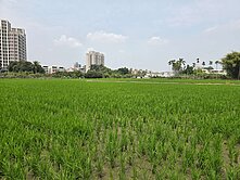 74號快速道路德芳南路正大里三期內新段期