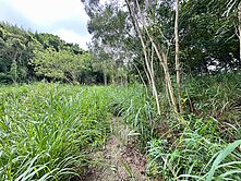 卓蘭農牧用地~大賠10年前買450萬，現售280萬