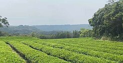 龍潭休閒活動茶園