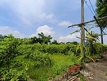 高雄燕巢特產芭樂優質超便宜漂亮農地