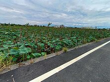 民雄都計內小筆農地