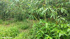 古坑崁腳便宜農地