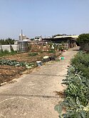 草屯大面寬方正臨路農建地