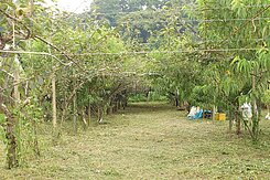 臨新社花海地勢平坦有水電 美農地