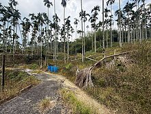 嘉義中埔頂埔山坡地