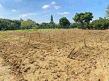 66快速道路旁一般農