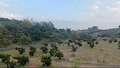 鳥松漂亮農地.可申請蓋農舍，已有做水土保持，