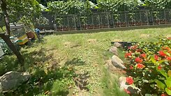 觀音農+建開心花園 甲建地附日式一樓 4房