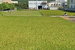 🍎大肚15米路方正工業地🏆