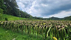 近台三線~火龍果田(附合法資材室）