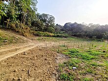 大樹龍目好山好水稀有釋出龍穴寶地