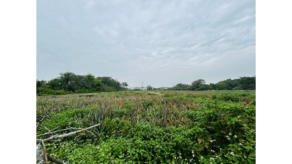 民雄星巴克都計農地