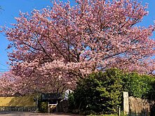 22-1  平菁街.內厝溪.櫻花木花廊..方正農地