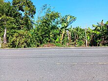 古坑新光大路旁農地