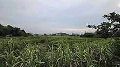 燕巢區湖內巷★1甲多☆好耕種優質農地	02902