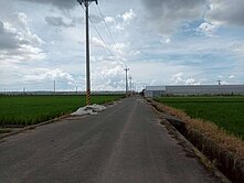 水上品皇咖啡旁農地