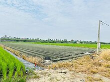 水上南靖優質農地