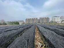 種夢想、種財富！緊臨中正大學~面20米路黃金農地