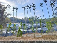 南投鹿谷臨路有水、電平坦景觀土地