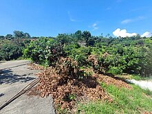 大樹近義大世界玉荷包荔枝園休閒農地