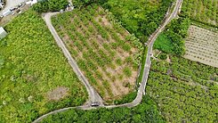 燕巢芭樂的故鄉近交流道1甲美農地