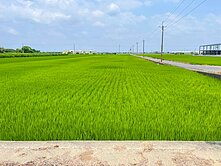 嘉義新港良田💖渝快好欣情💖549