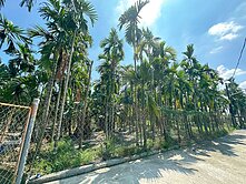 大武山脈純淨水源灌溉，前後皆景，鹽埔開心農場