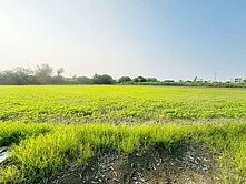 善化區大同段低於行情農地