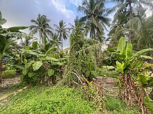 屏東市區稀有農地(8.9分)