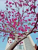 近東區邊間夢幻車墅｜愛麗絲瑤草琪花大地坪透天