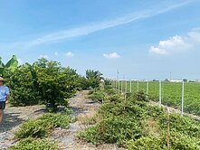 雲林縣元長鄉快樂農地