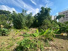 ❤️☞富國路旁農地☜❤️