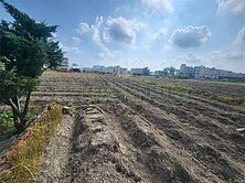 (專)新市6.67分優質方正農地