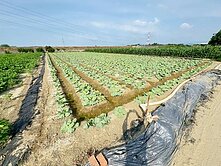 善化大同國小((低總價))方正農地