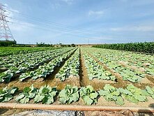 善化大同國小低總價農地